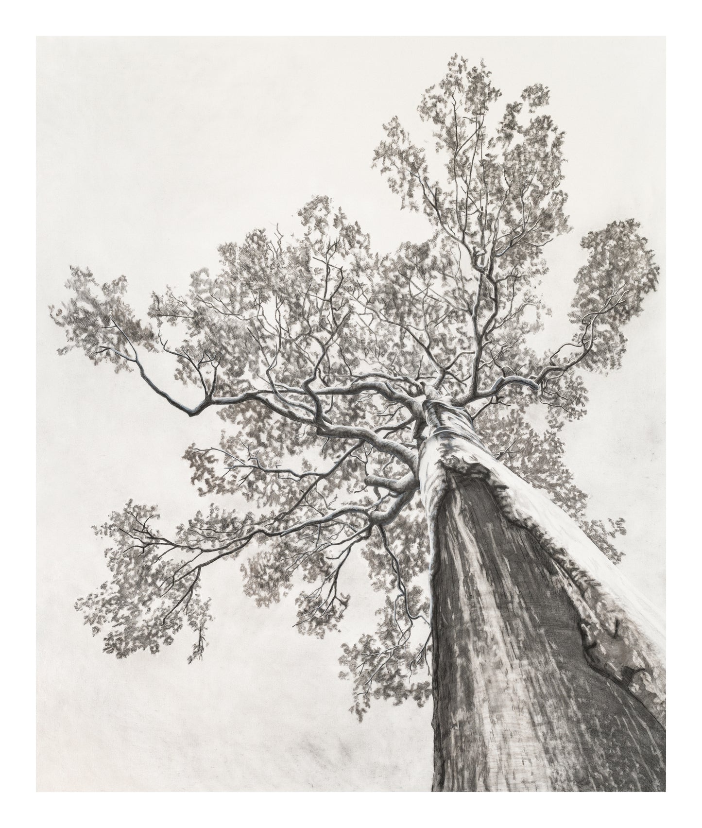 Veteran Tree Print - VIC Park YMAC Fundraiser