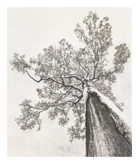 Veteran Tree Print - VIC Park YMAC Fundraiser