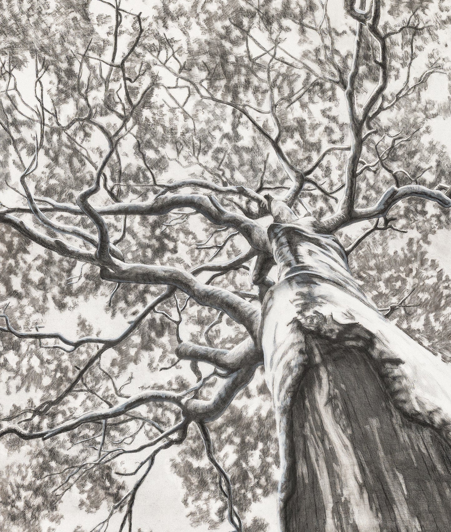 Veteran Tree Print - VIC Park YMAC Fundraiser