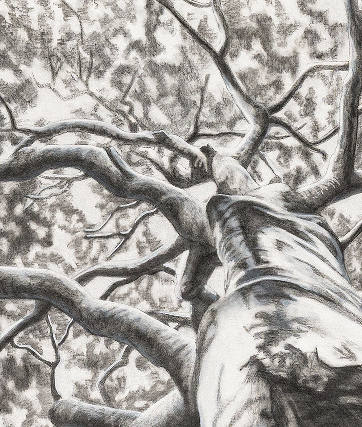 Veteran Tree Print - VIC Park YMAC Fundraiser